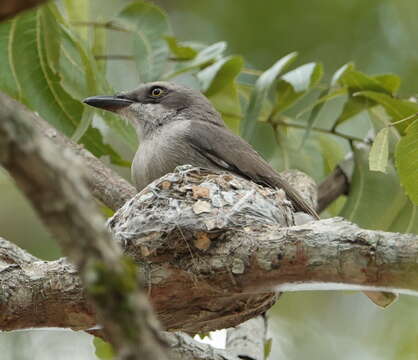 Image of Sri Lanka Woodshrike