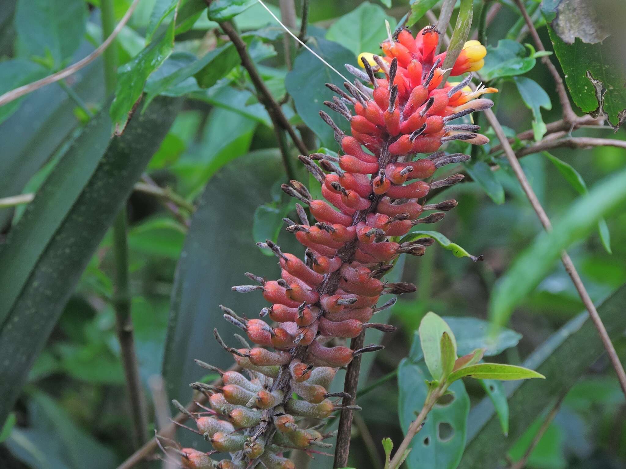 Aechmea kertesziae Reitz的圖片