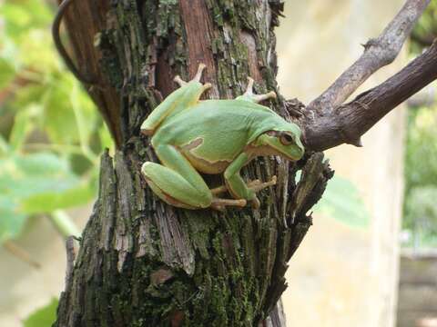 Image of Common tree frog