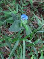 Image of Commelina eckloniana Kunth