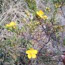 Sivun Hypericum laricifolium Juss. kuva