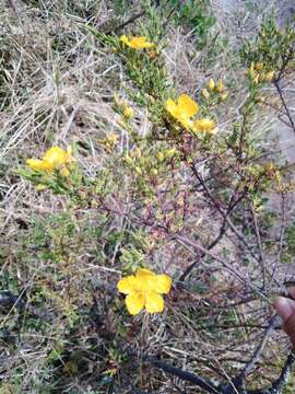 Image of Hypericum laricifolium Juss.