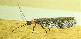 Image of Archichauliodes (Riekochauliodes) guttiferus (Walker 1853)