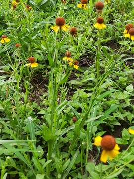 Image de Helenium amphibolum