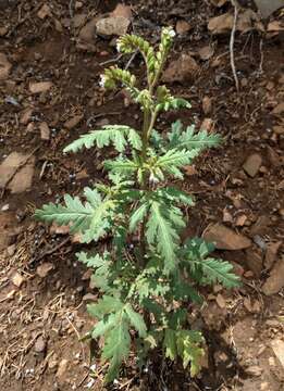 Phacelia denticulata Osterh. resmi