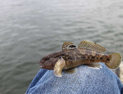 صورة Neogobius