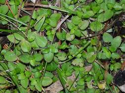 Plancia ëd Leptostigma setulosum (Hook. fil.) Fosberg