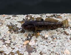 Image of Neogobius