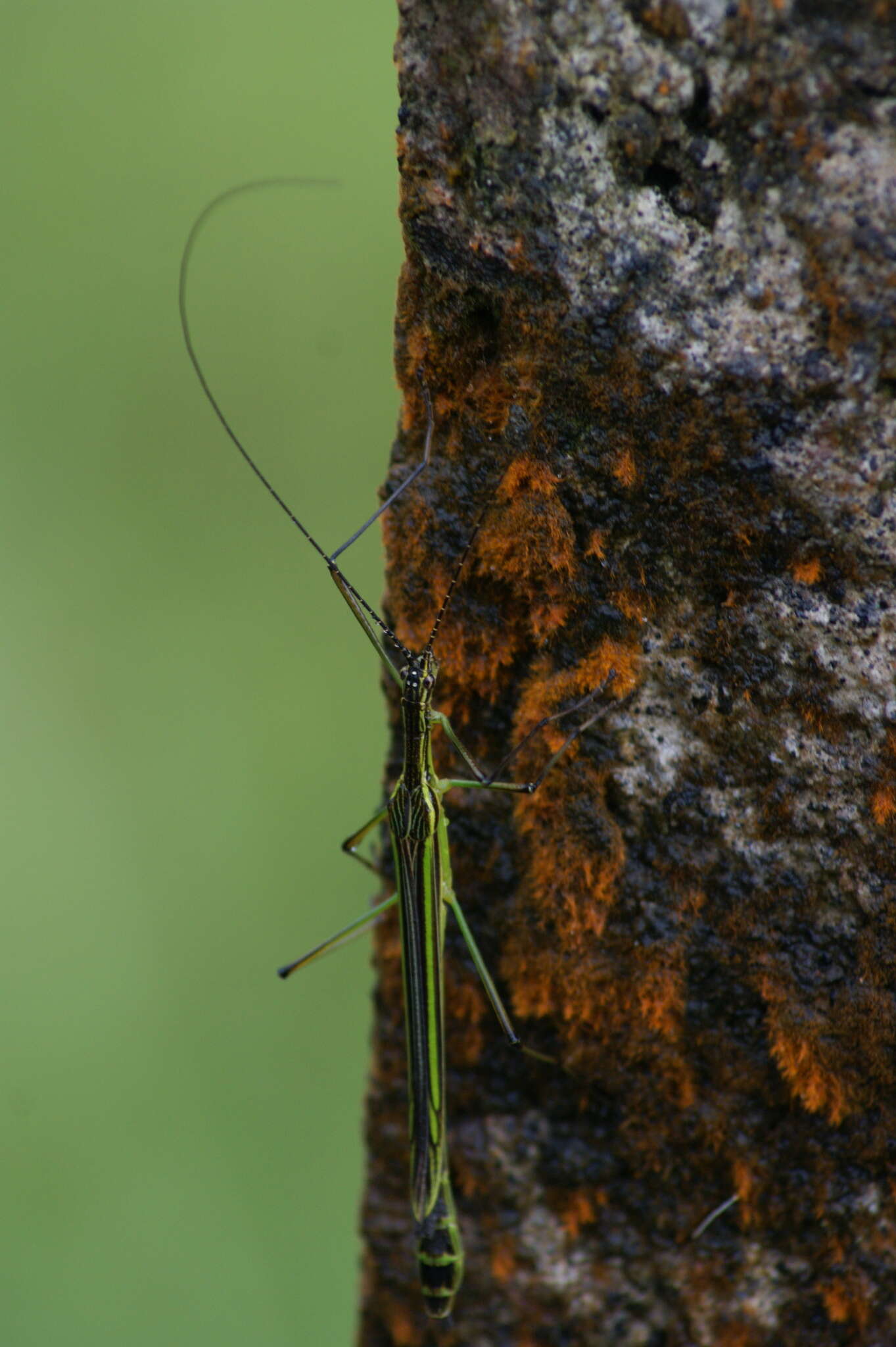 Image of Brizoides nigricornis Redtenbacher 1906