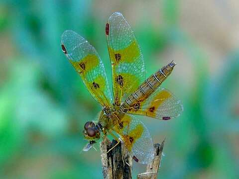 Image of Mexican Amberwing