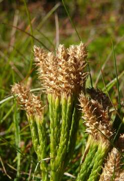 Image of Alpine Creeping-Cedar