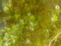 Слика од Sphagnum cuspidatum Ehrhart ex G. F. Hoffmann 1796