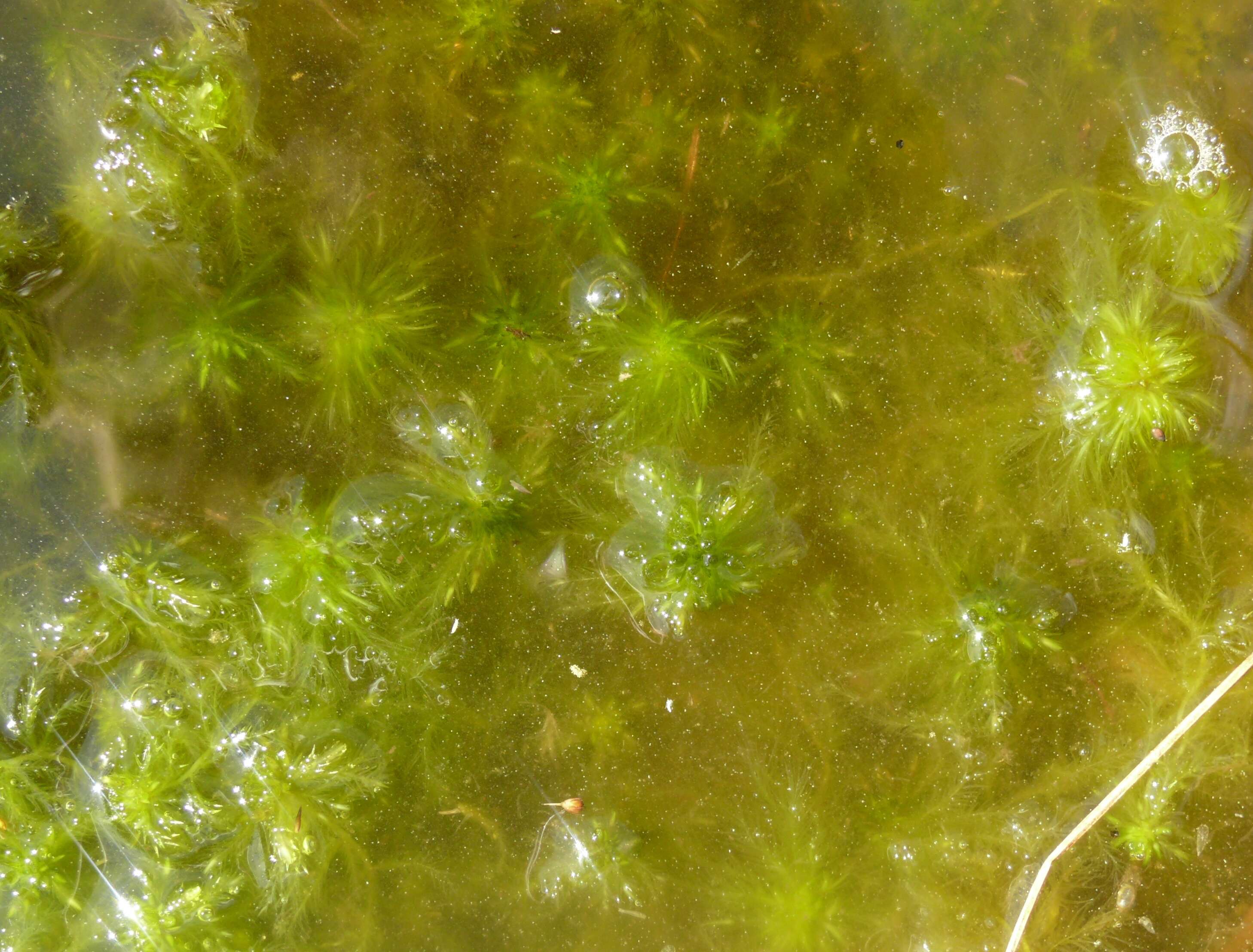 Слика од Sphagnum cuspidatum Ehrhart ex G. F. Hoffmann 1796