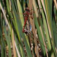 Image of Variegated Meadowhawk