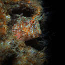 Image of Oyster blenny