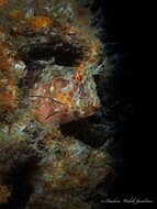 Image of Oyster blenny