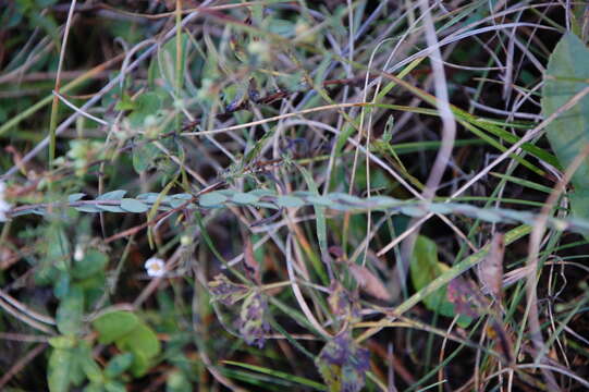 Image of eastern silver aster