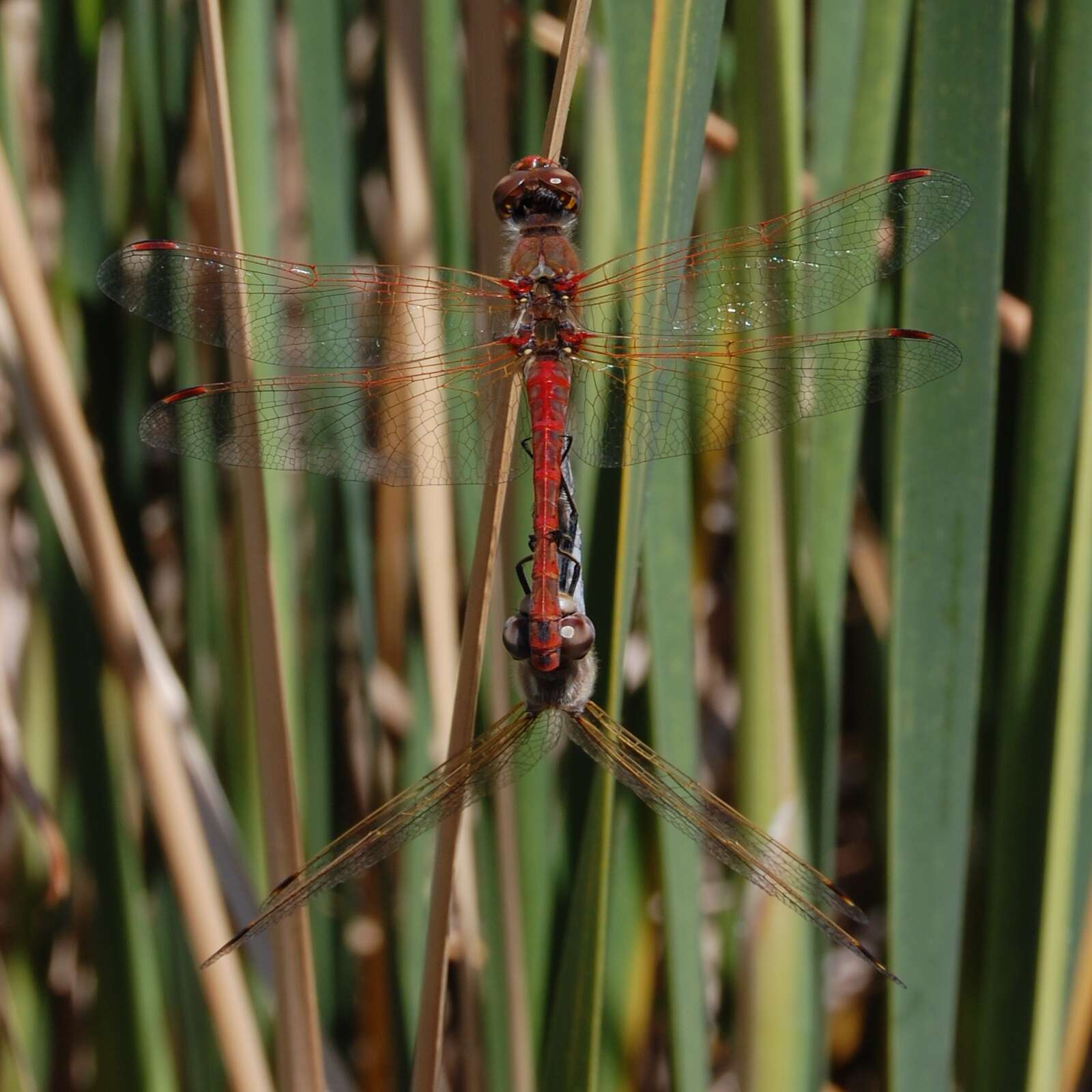 Image of Variegated Meadowhawk