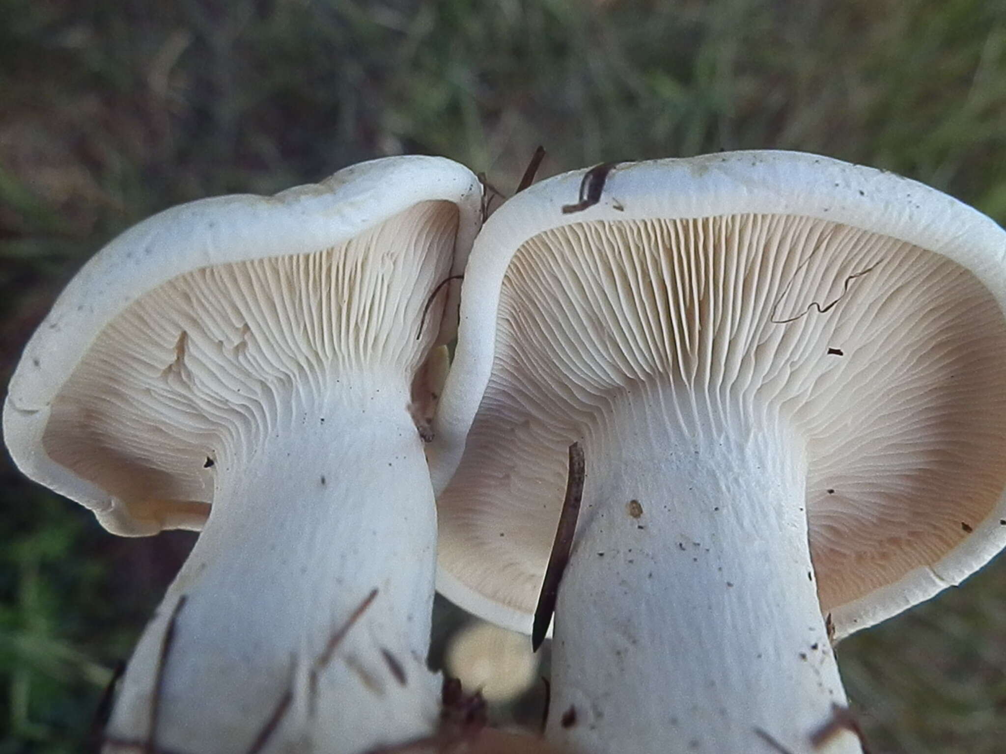 Image of Leucopaxillus paradoxus (Costantin & L. M. Dufour) Boursier 1925