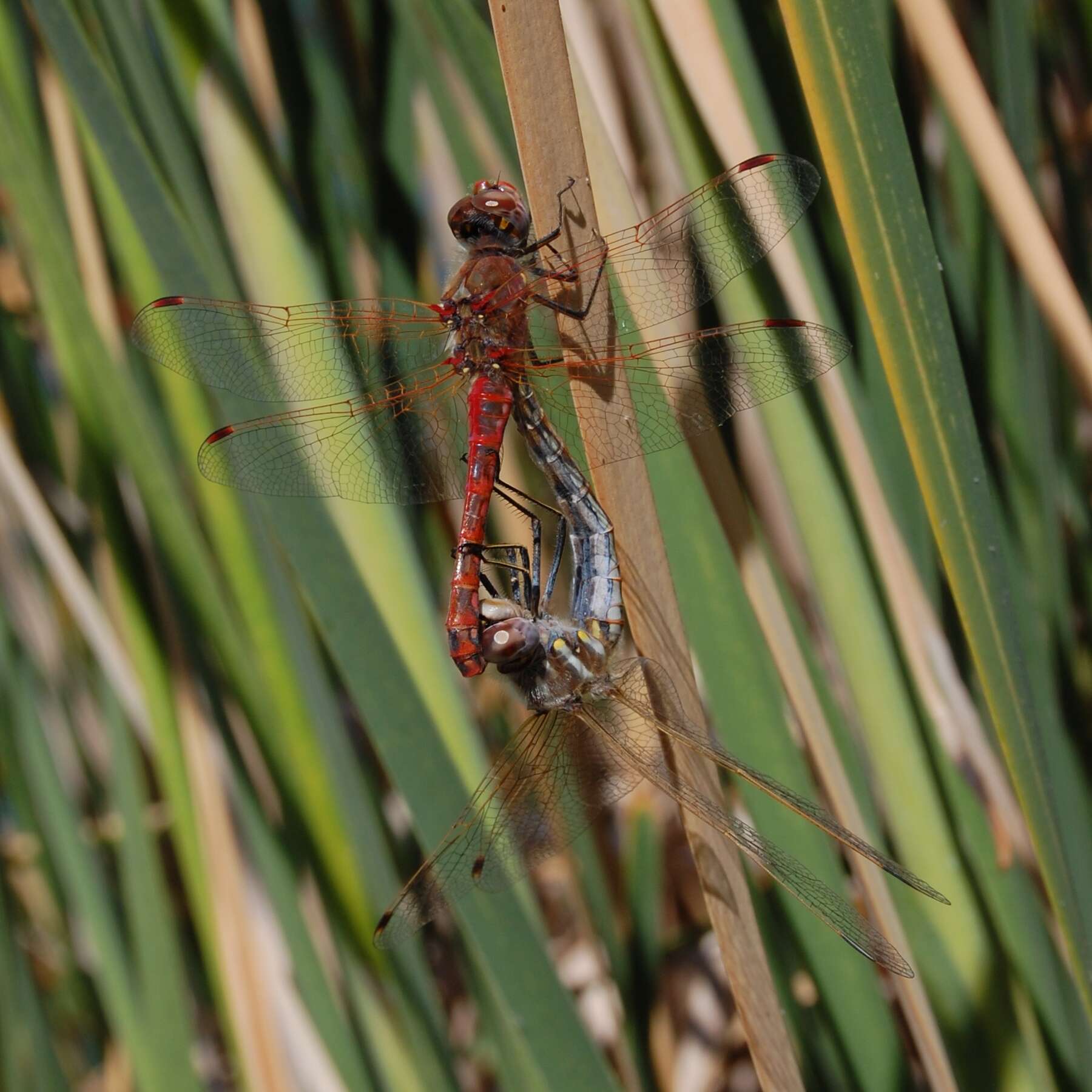 Image of Variegated Meadowhawk