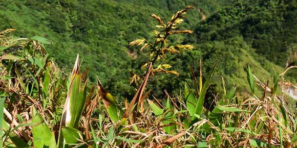 Image of Guzmania plumieri (Griseb.) Mez