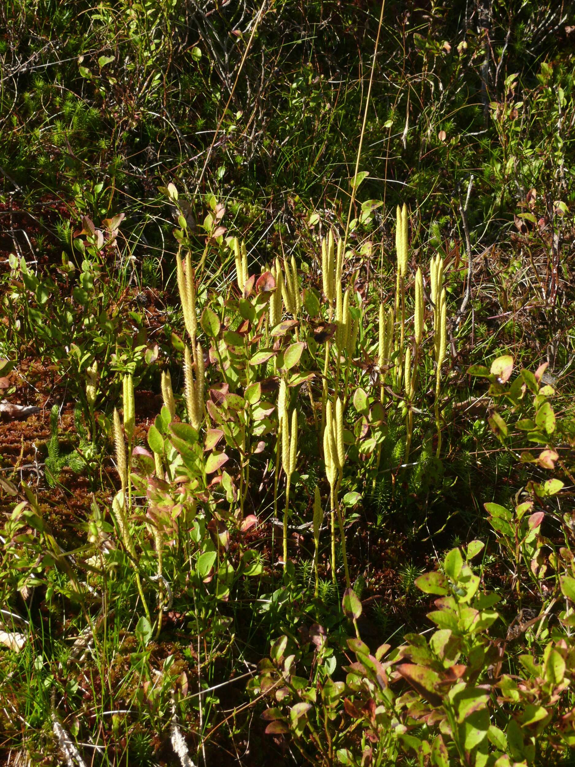 Image de Lycopode en massue