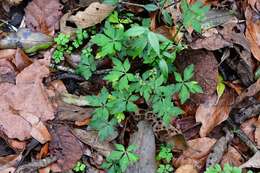 Image of Pacific Black-snakeroot