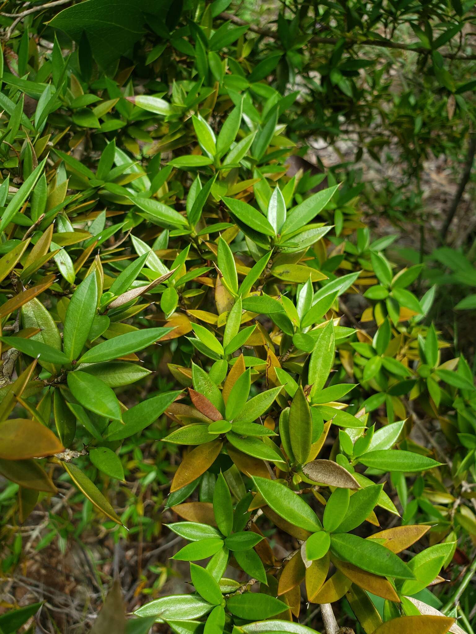 Image of lemon saptree