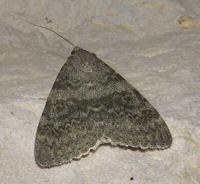 Image of french red underwing