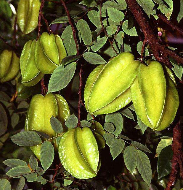 Image of carambola