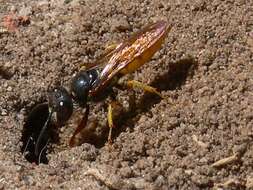 Image of Philanthus triangulum diadema (Fabricius 1781)