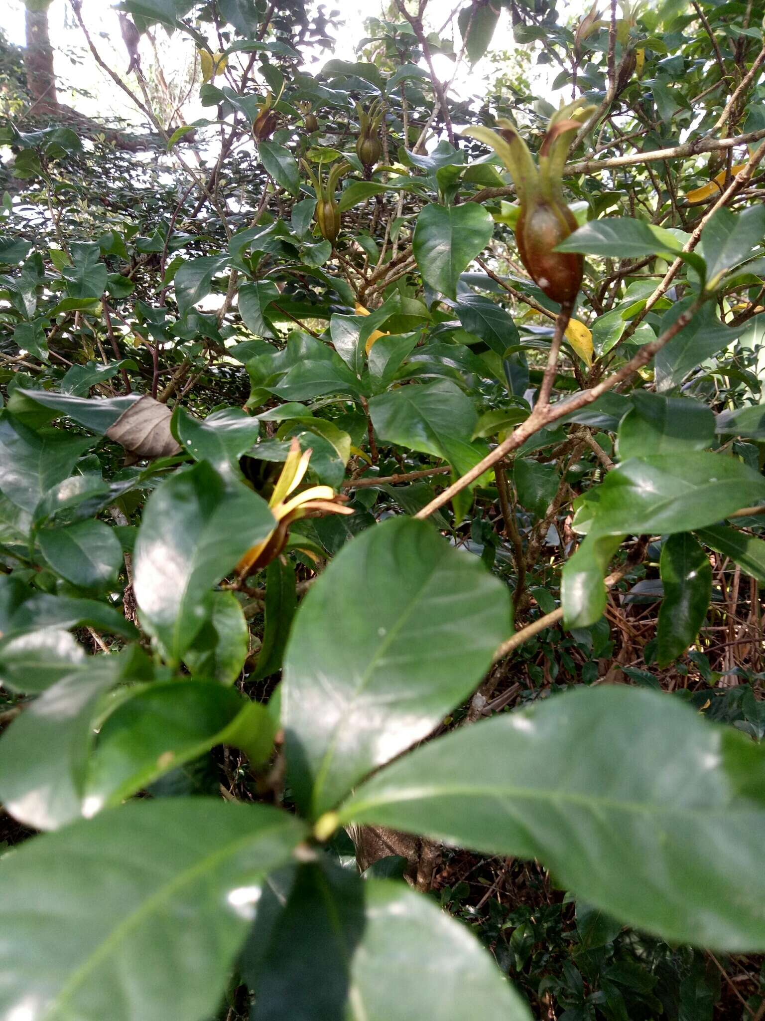 Image of Cape jasmine