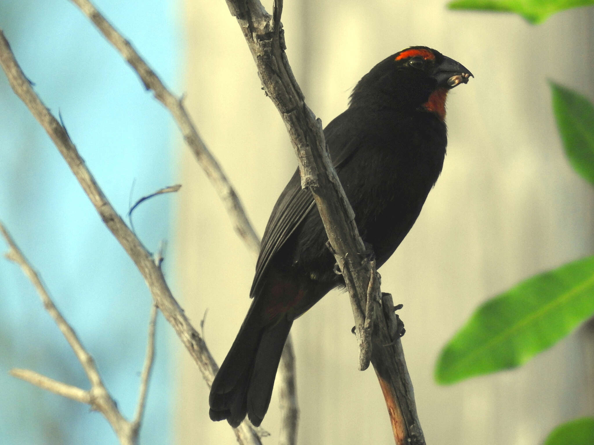 Melopyrrha violacea (Linnaeus 1758)的圖片