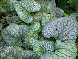 Plancia ëd Brunnera macrophylla (Adams) I. M. Johnst.