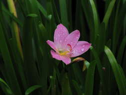 Zephyranthes rosea Lindl. resmi