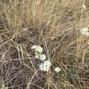 Image of white prairie aster