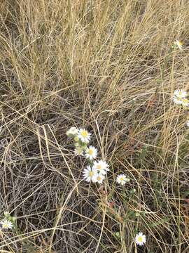 Image of white prairie aster