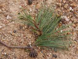 Image of Pinus leiophylla var. leiophylla