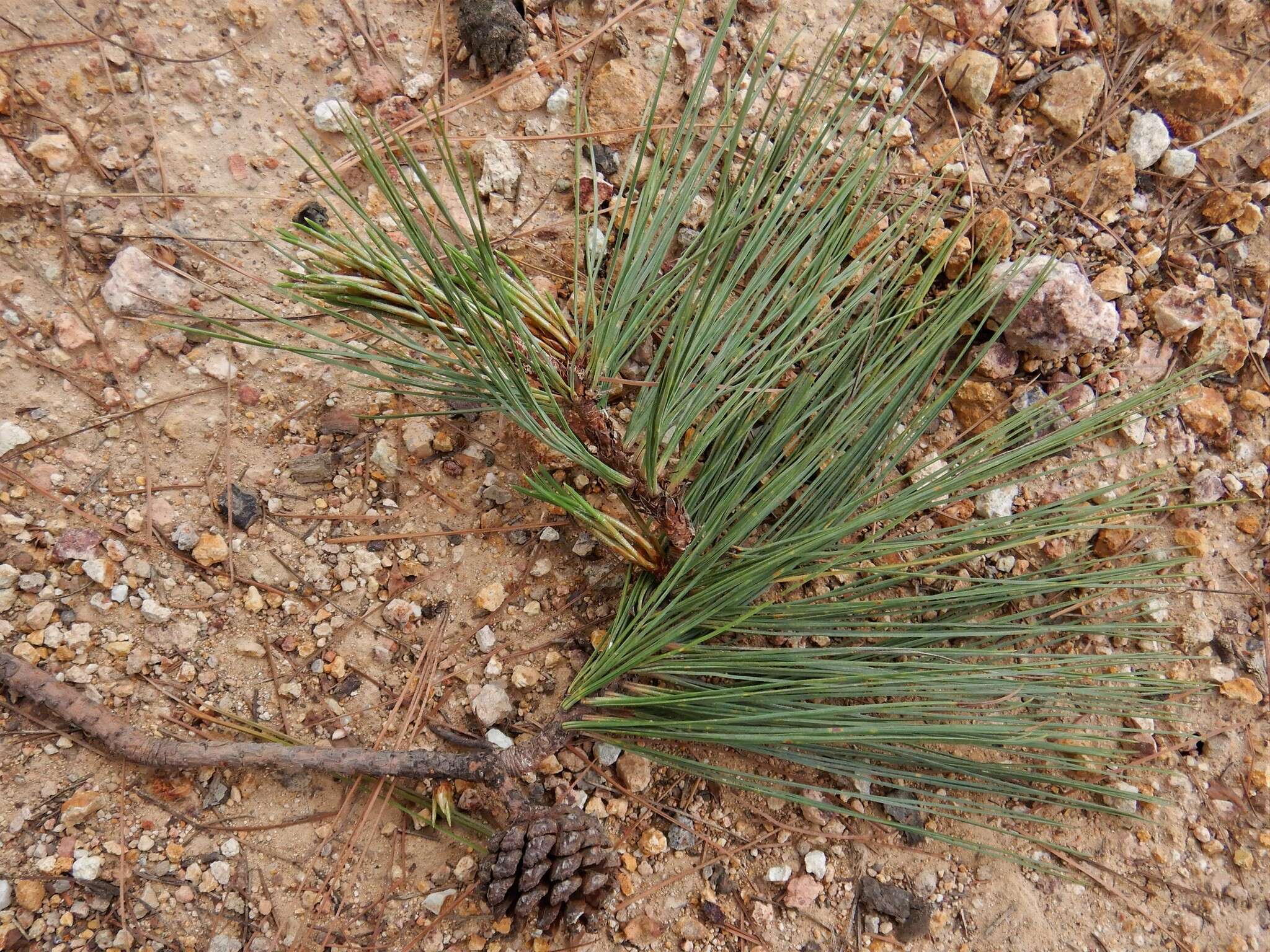 Image of Pinus leiophylla var. leiophylla