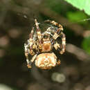 Imagem de Araneus grossus (C. L. Koch 1844)