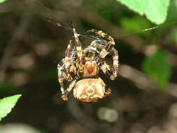 Image of Araneus grossus (C. L. Koch 1844)