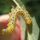 Image of Mountain-ash sawfly