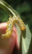 Image of Mountain-ash sawfly