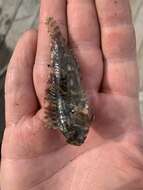 Image of Feather Blenny