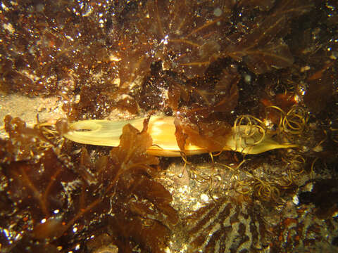 Image of Swell Shark