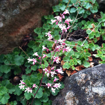 Image of Laguna Mountain alumroot