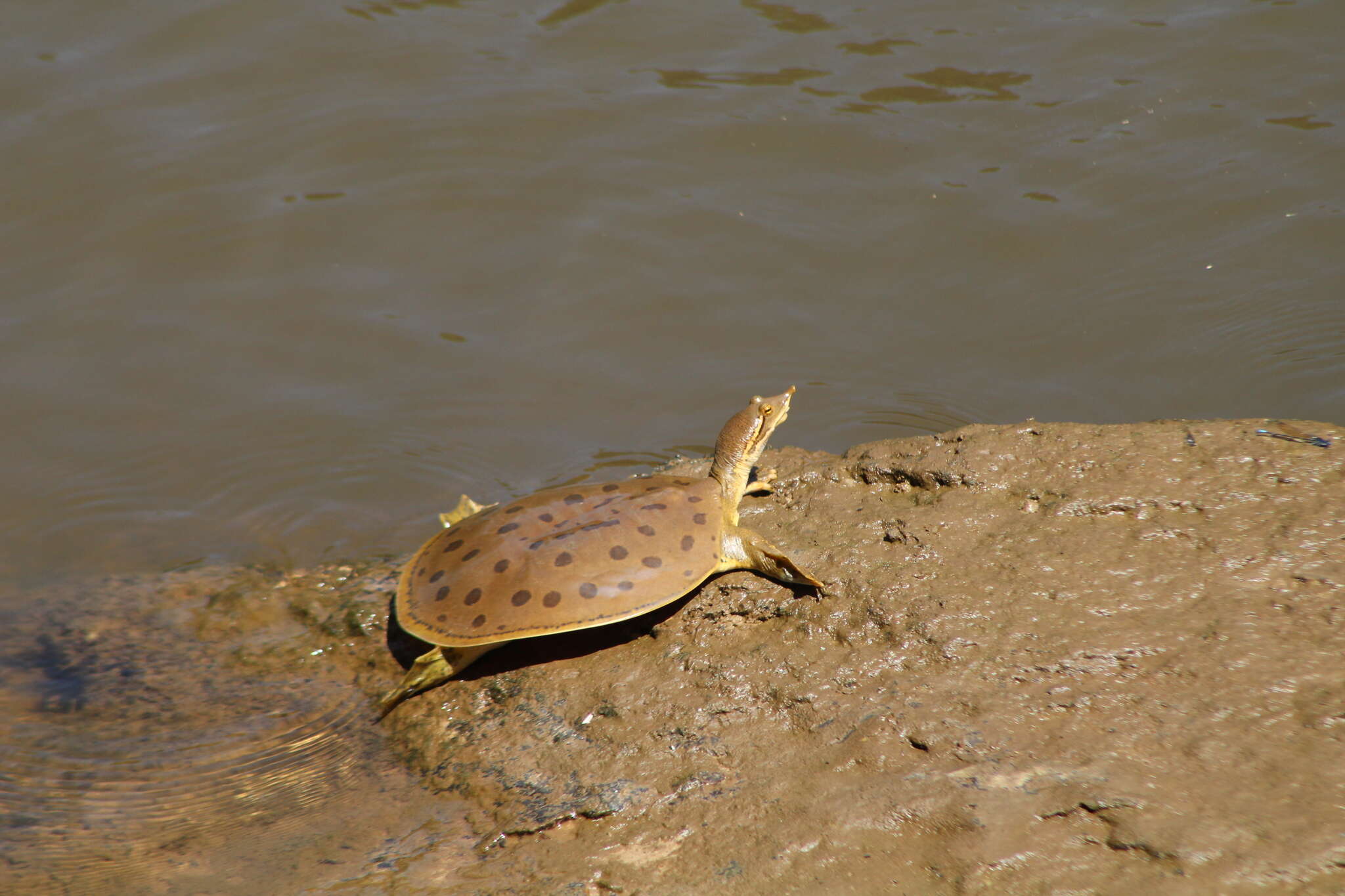 Image of Apalone mutica calvata (Webb 1959)