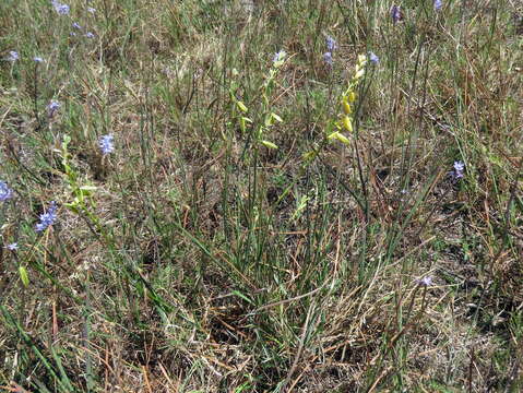 Image de Albuca fragrans Jacq.