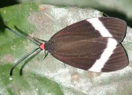 Image of Pidorus glaucopis Drury 1773