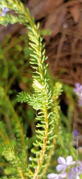 Image of Free-flowering Leschenaultia